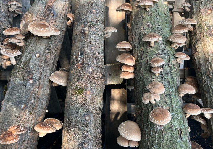 Shiitake mushrooms on logs