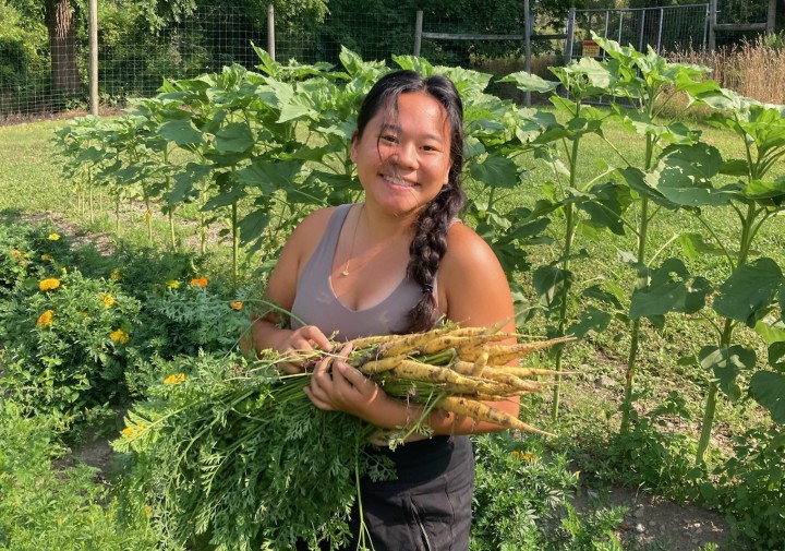 Coco Poopat harvesting crops