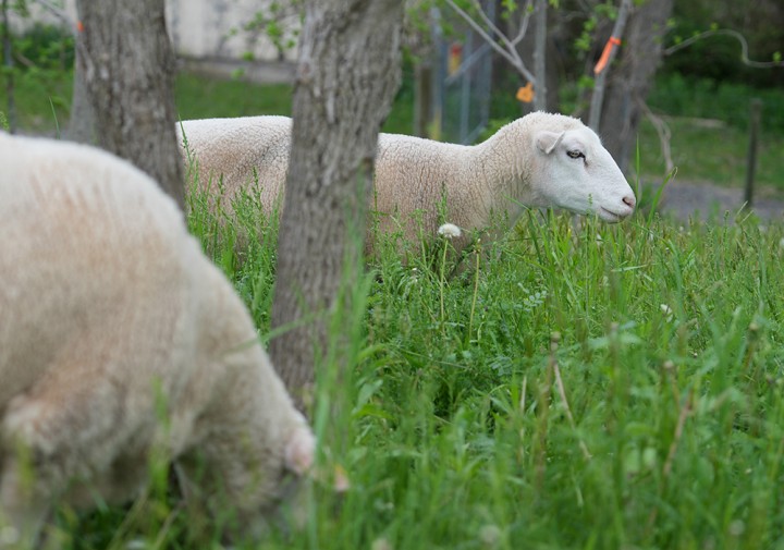 sheep grazing among trees