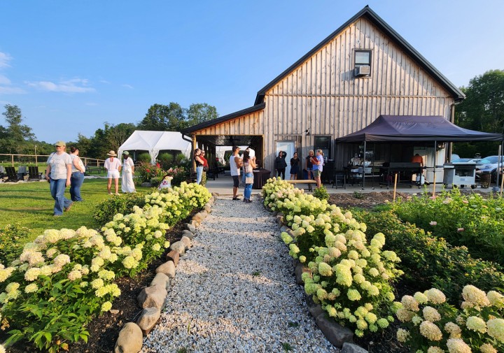 An outdoor daytime event at a rustic, vertical-wood barn. A gravel pathway lined with rounded stones and blooming light-green hydrangeas leads towards the barn where people are gathered. To the left, guests walk on a grassy lawn featuring a white event tent in the distance, while a black canopy tent is set up beside the barn on the right under a clear blue sky.