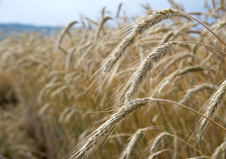a field of small grains