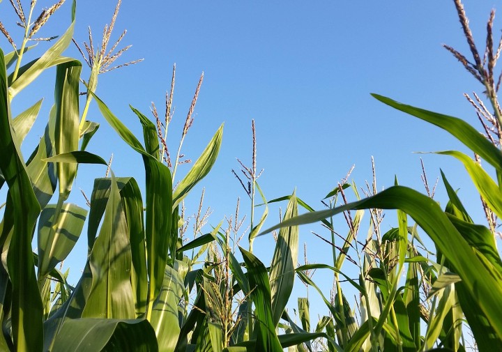 The tops of corn in a field.