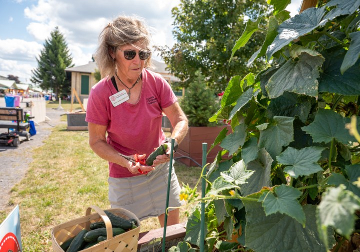 Kathy Burns harvesting cucumbers at the NY State Fair Voice of the Farmer Garden..