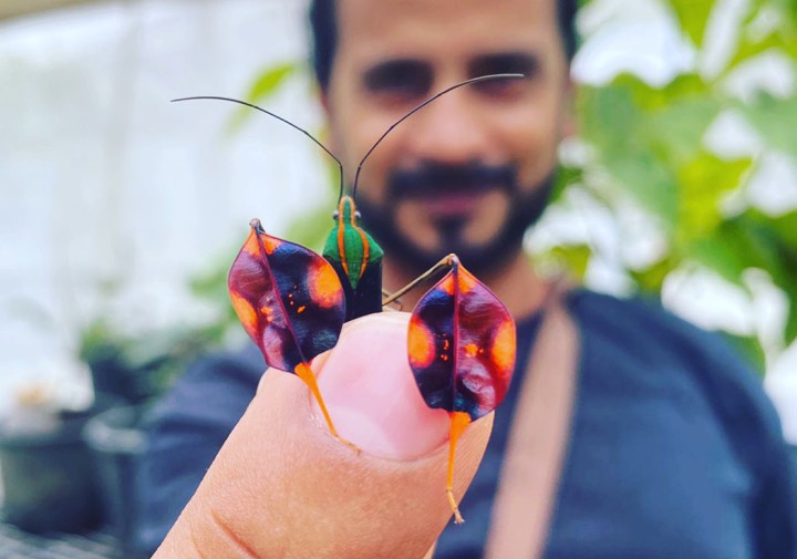 Ummat Somjee holding an insect 