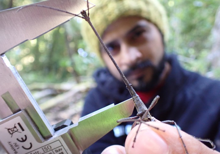 Ummat Somjee holding an insect 
