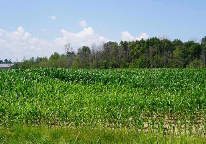 A corn field with some tall stalks and some short.