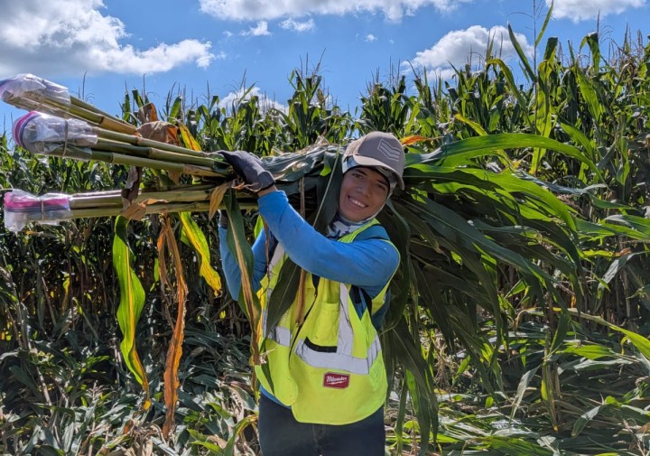 A man stands in a corn field and holds corn stalks over his shoulder.