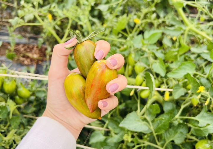 Hand holding green tomatoes 