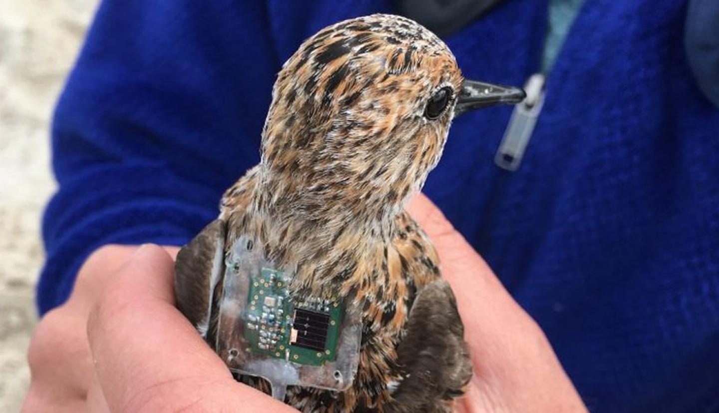 Researcher holding a sandpiper with a small tracker