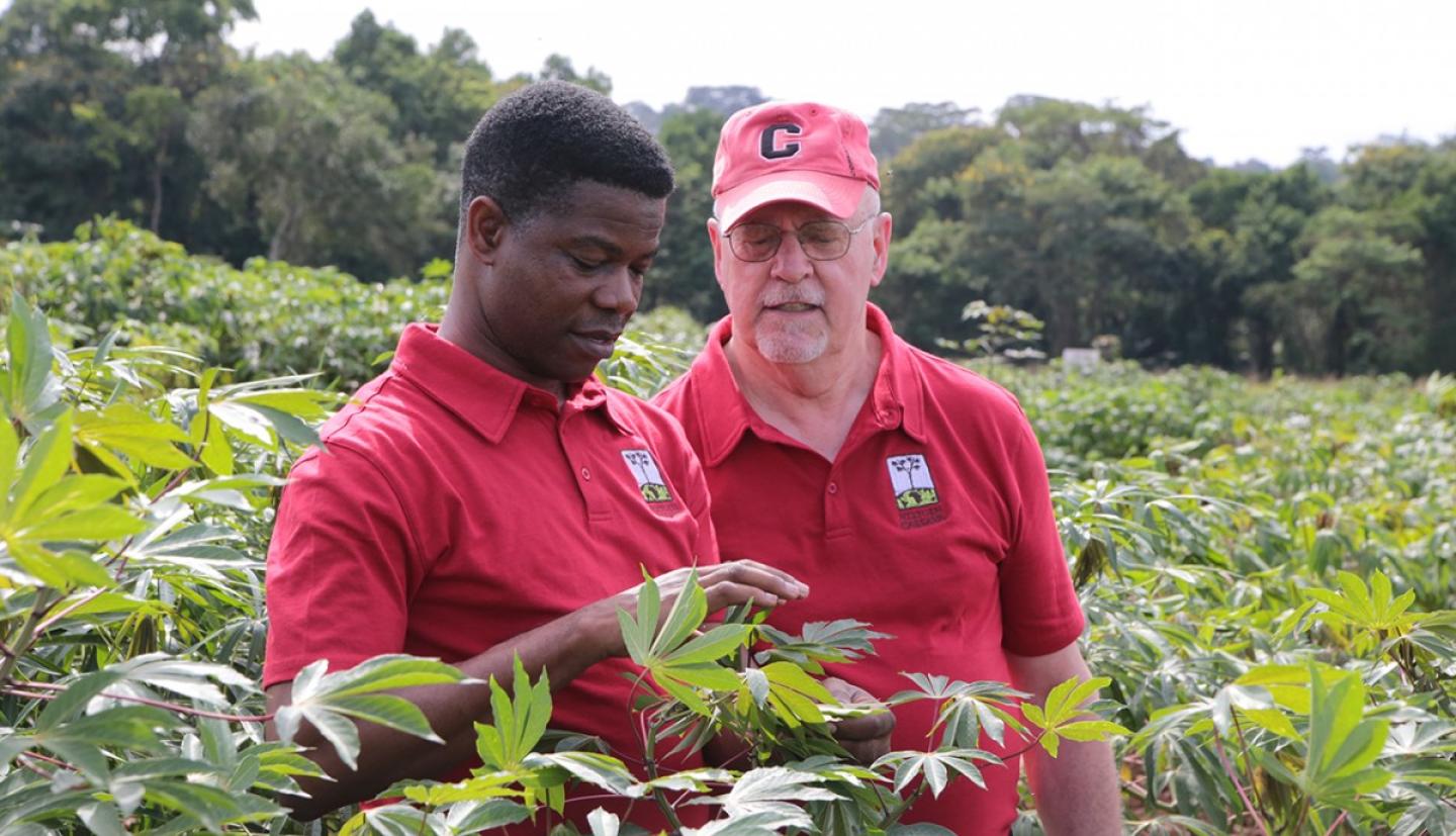 Chiedozie Egesi and Ronnie Coffman review crops in Uganda field