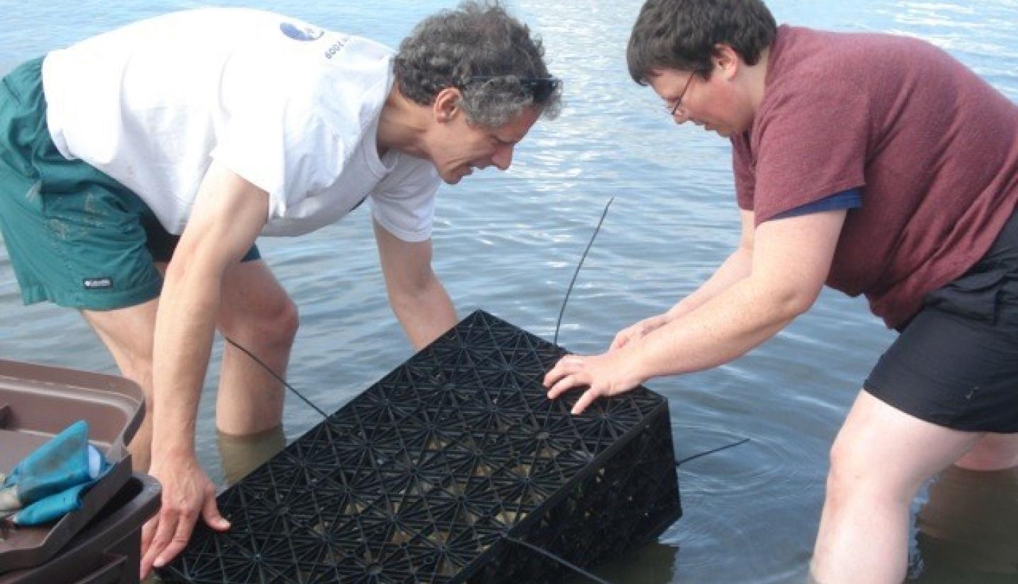 Matt Hare and Harmony Borchardt-Wier deploying experimental cage of oysters