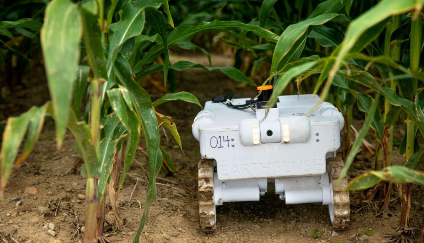 Robot maneuvering between corn stalks