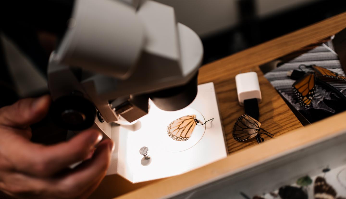 Monarch butterfly under microscope