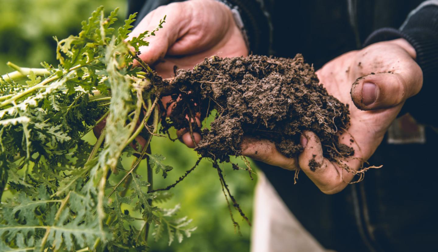 Person holding plant and roots