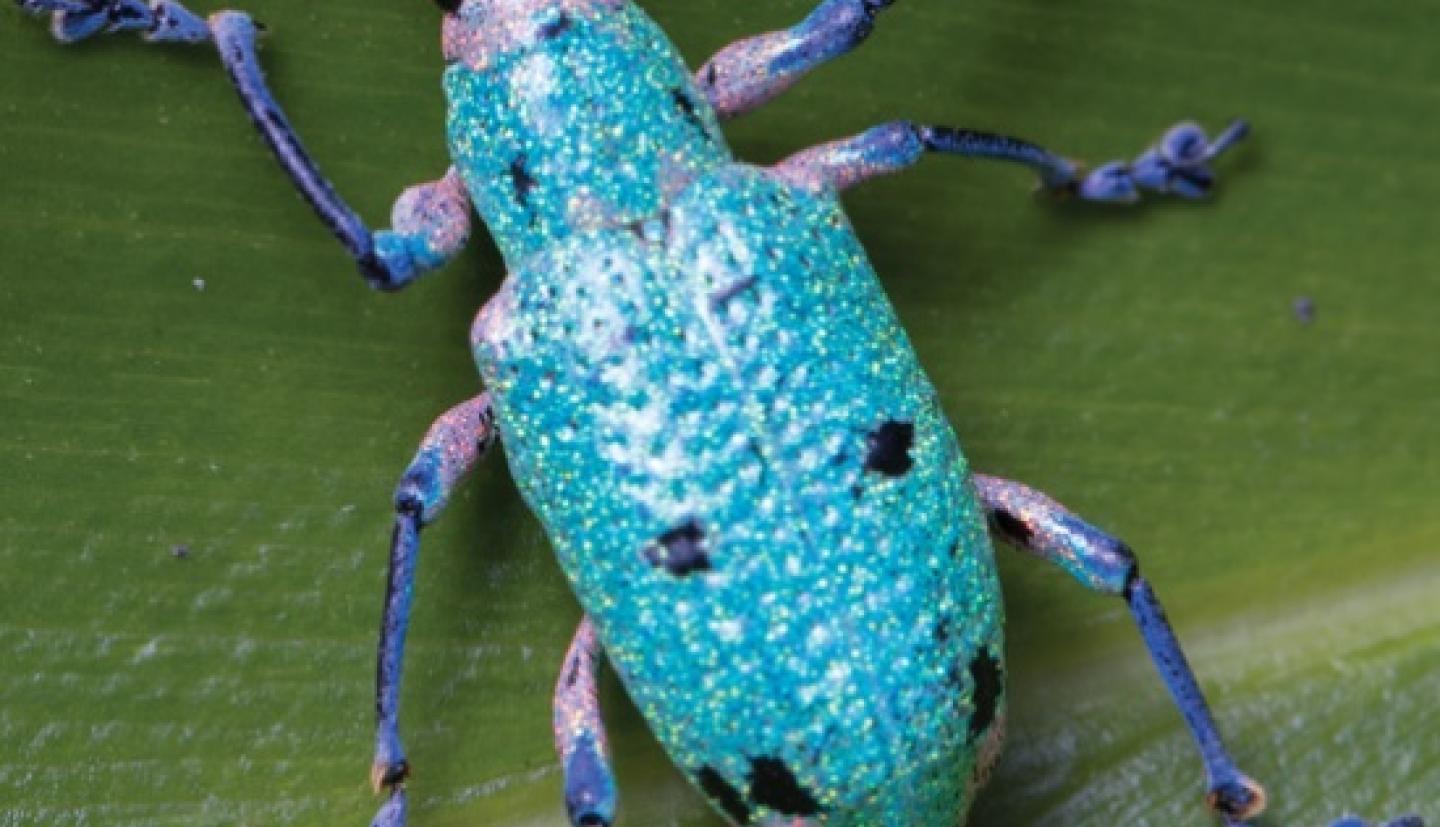 Glittery Beetle on leaf