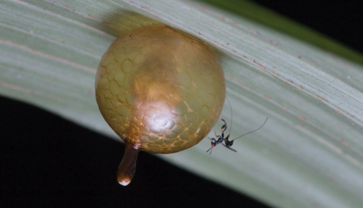 Wasp parasitizing a praying mantis egg case