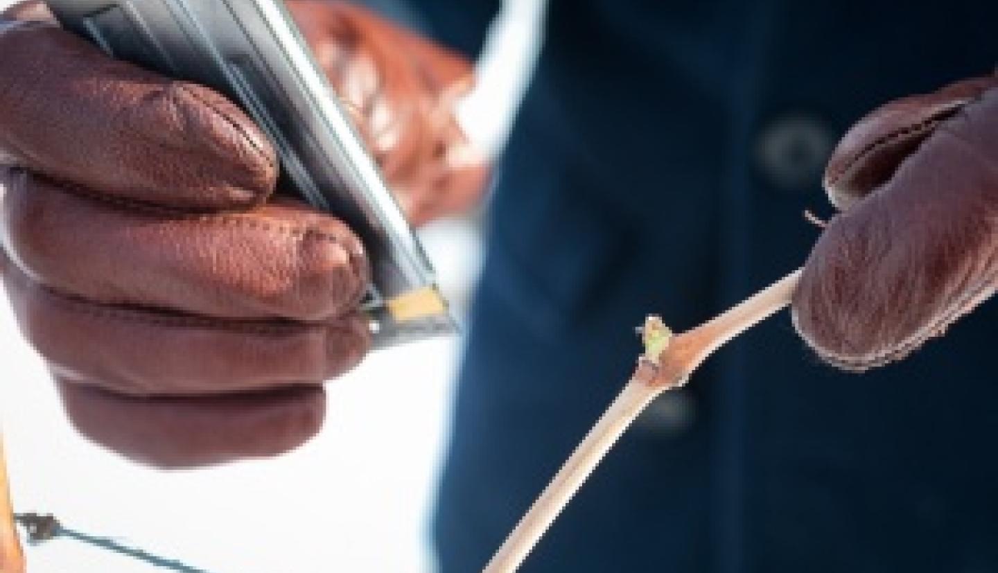 person cutting open grape bud