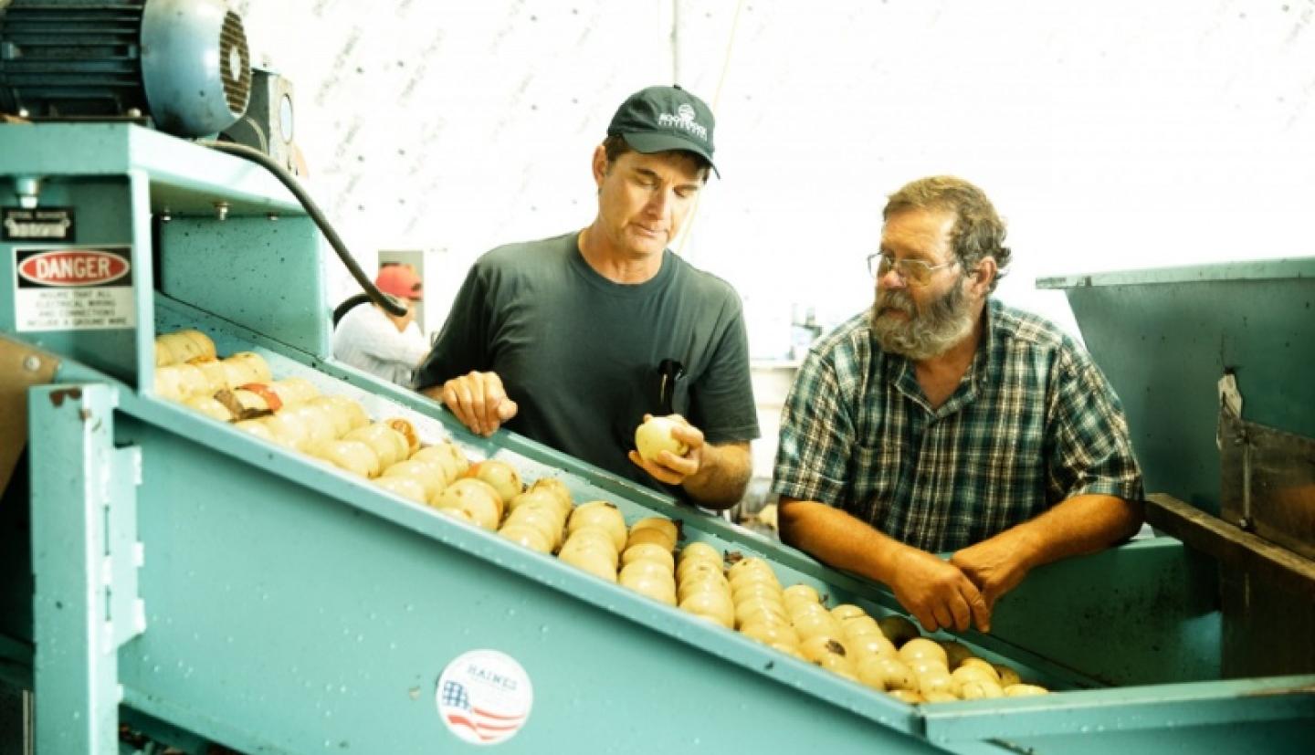 Two farmers stand near an apple sorter