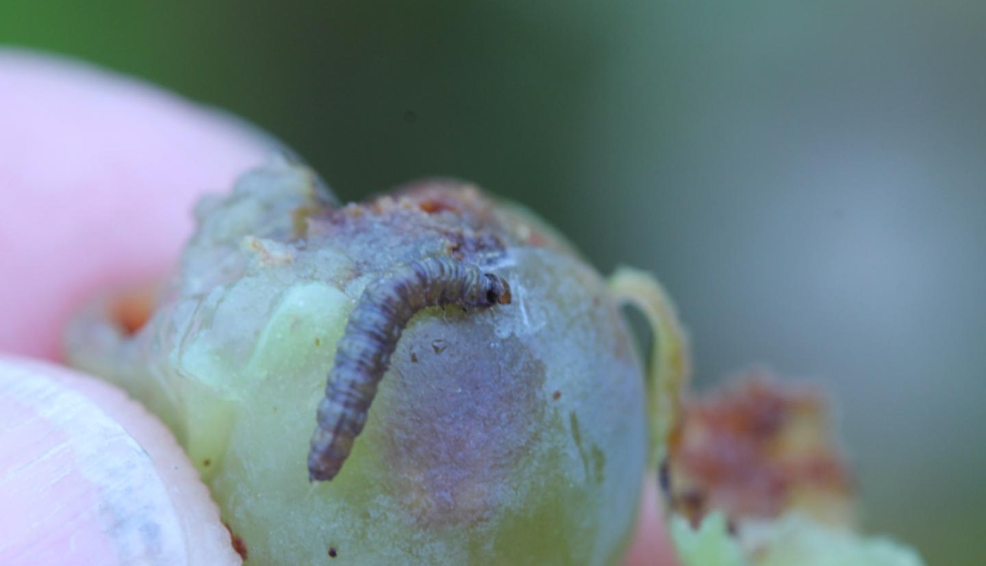 pest on grape
