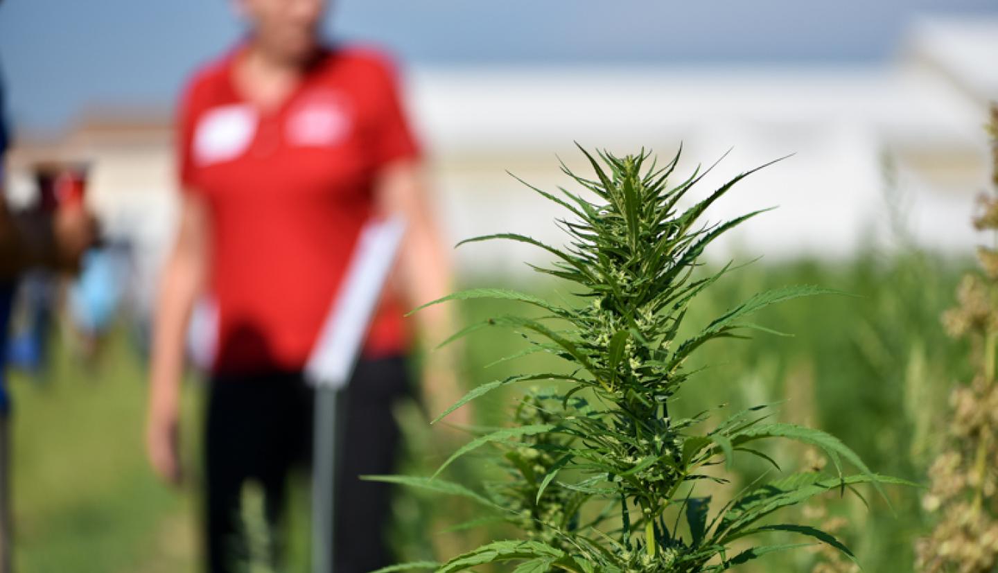 Hemp plant in field