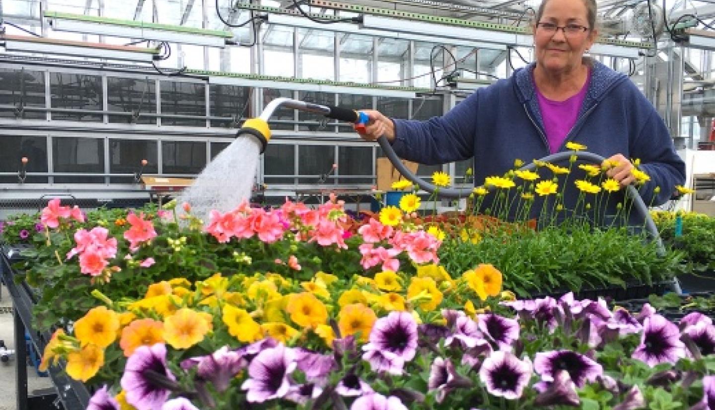 Julie Blaha waters flowers in greenhouse