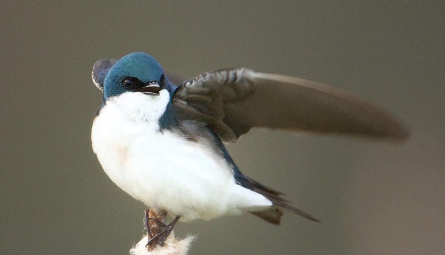 Perched tree swallow