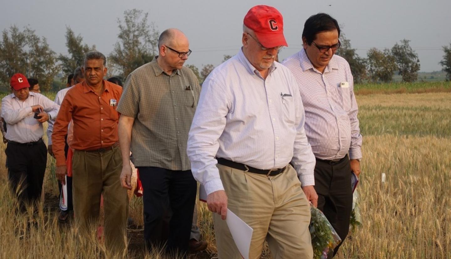 Researchers walking through wheat field
