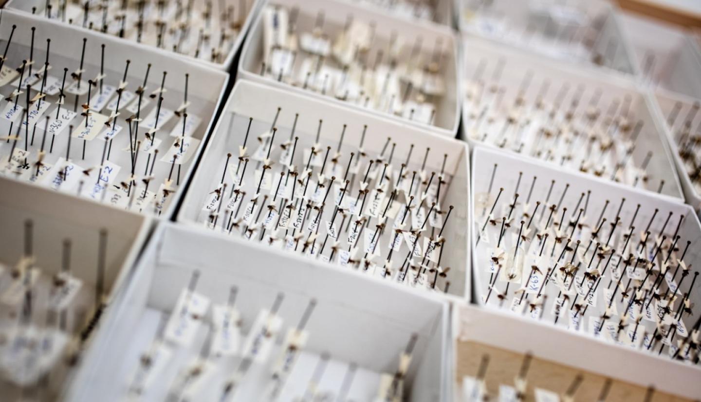 Collection of Drosophila specimens 