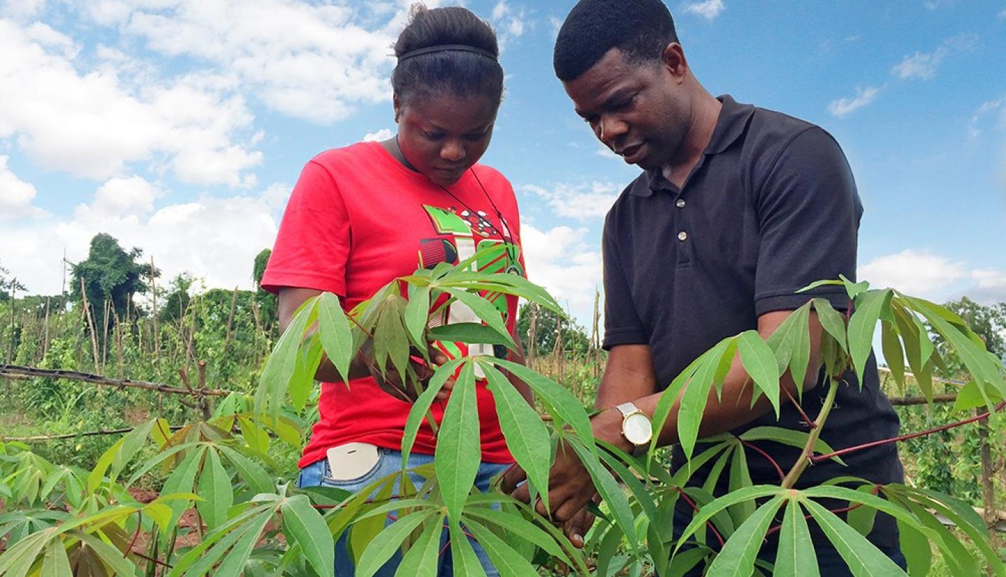 Researchers in a field 