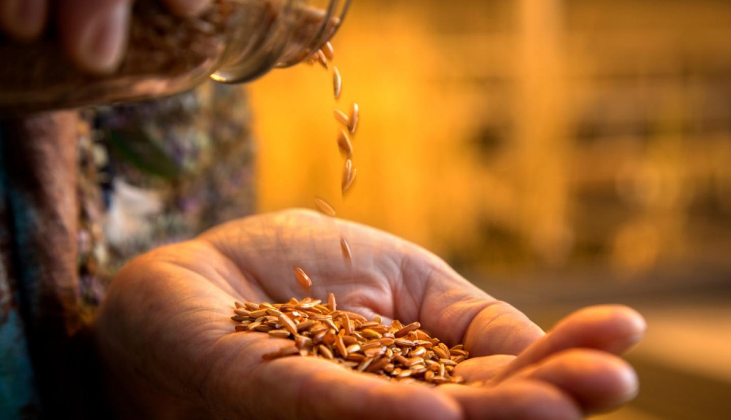 Researcher pouring rice into their hand