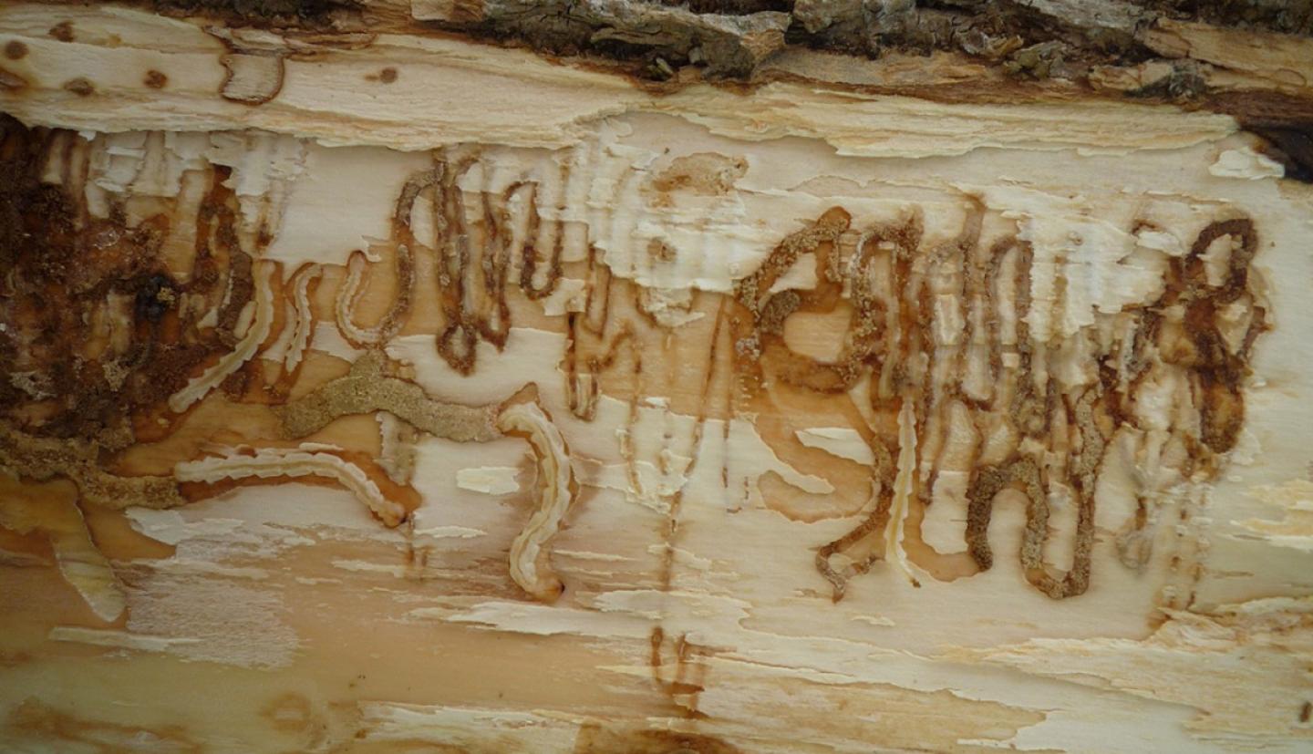 Emerald ash borer larvae feeding under the bark of an ash