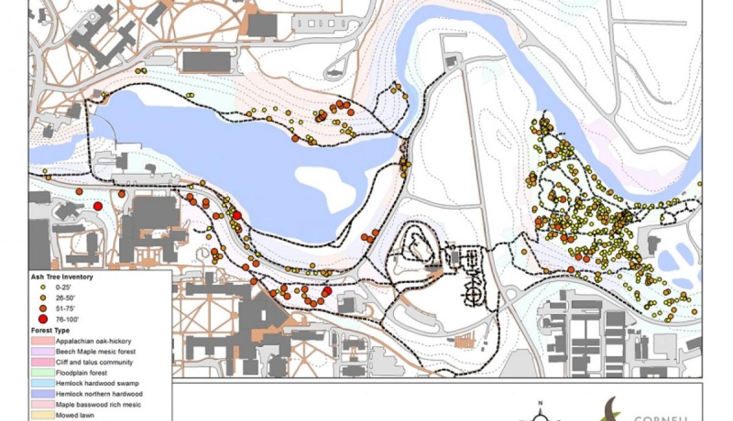 Map of ash trees on Cornell's campus