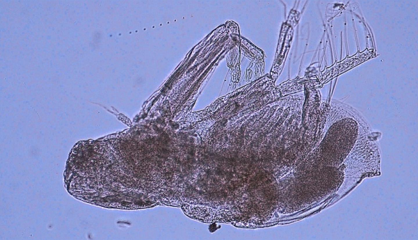 water flea