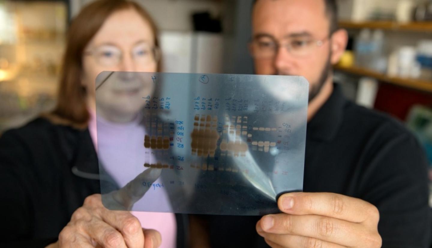 Researchers examine a Western blot of proteins