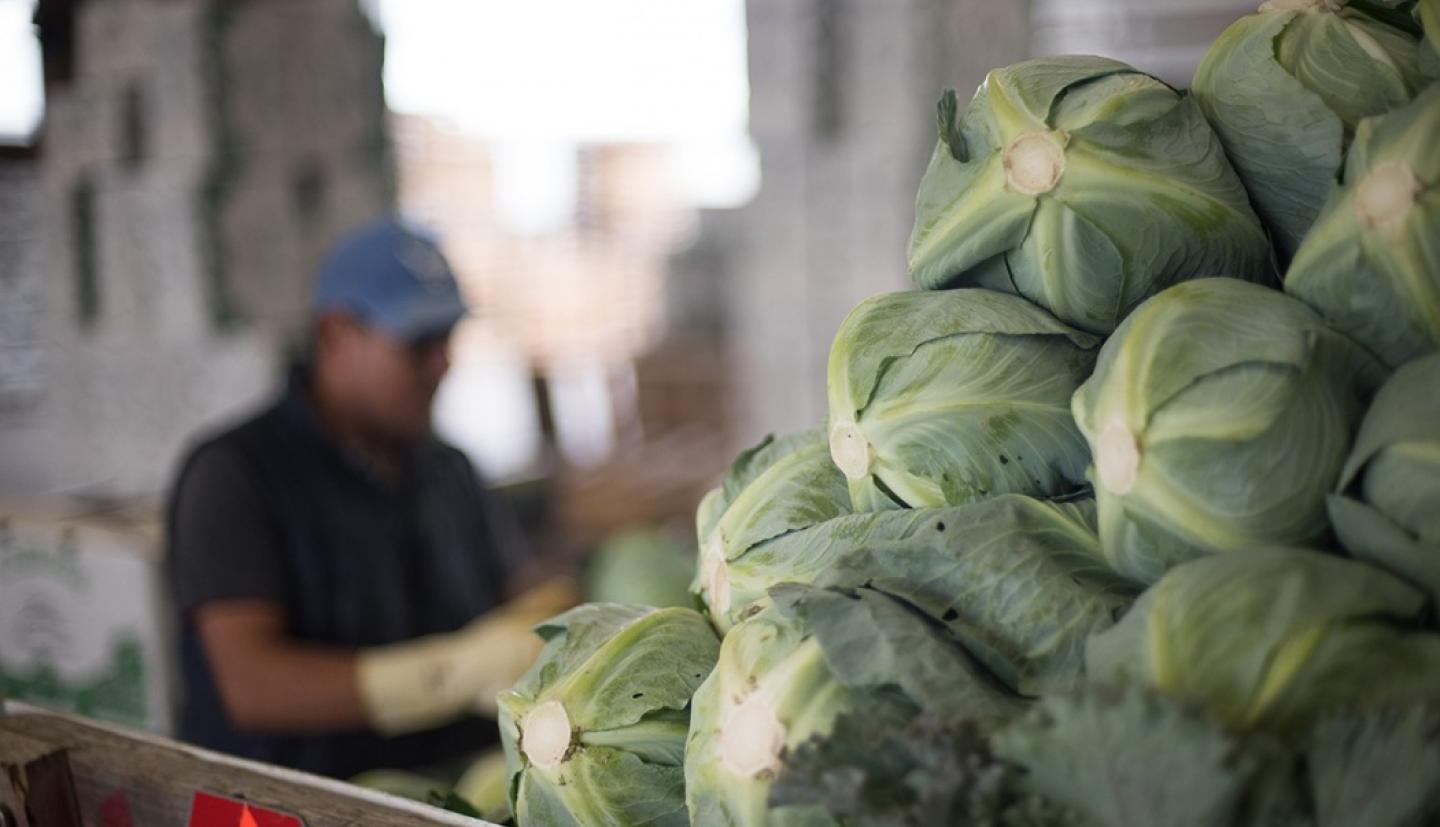 Cabbages being stacked to be shipped