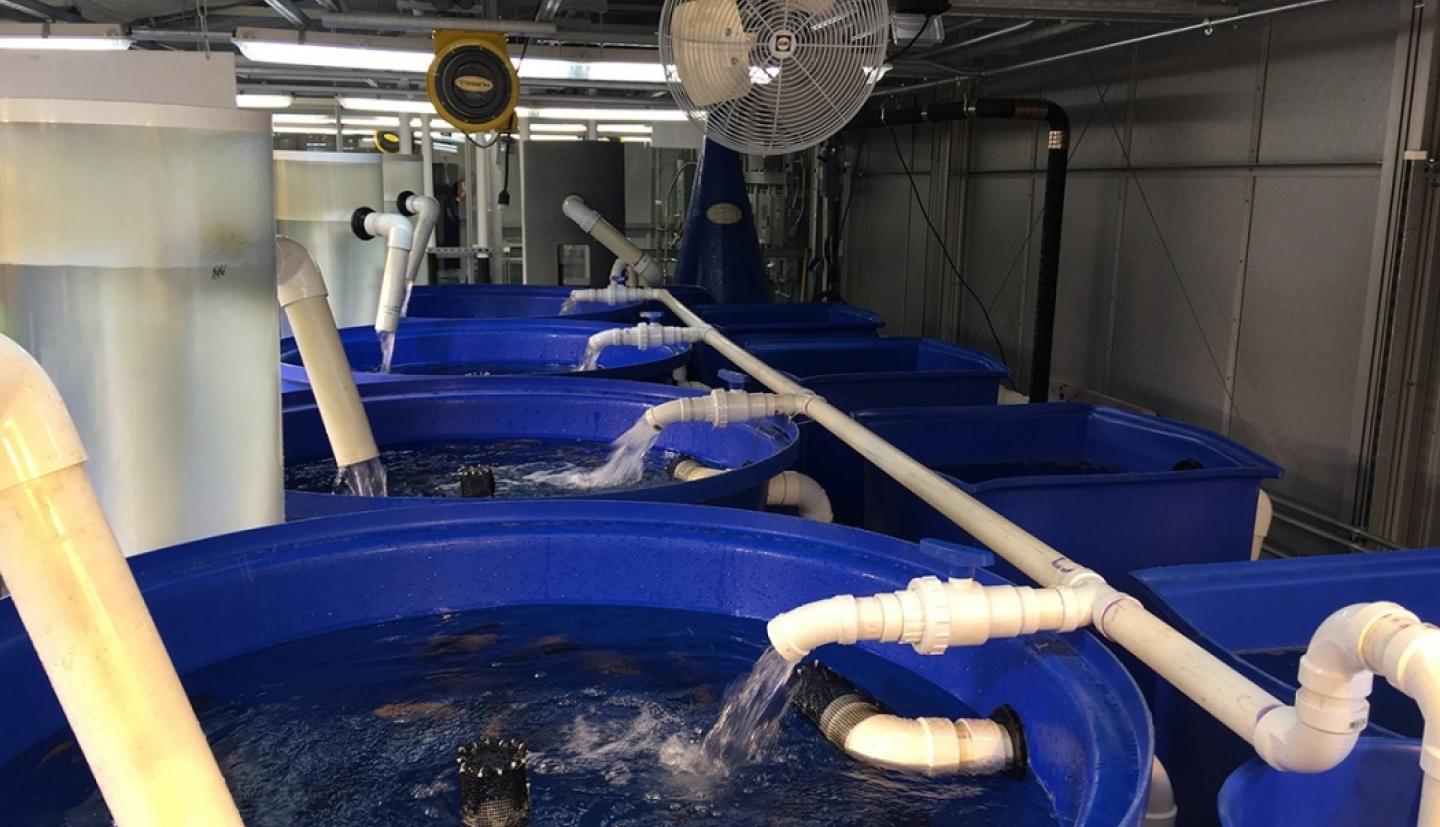 System of tanks and water pumps