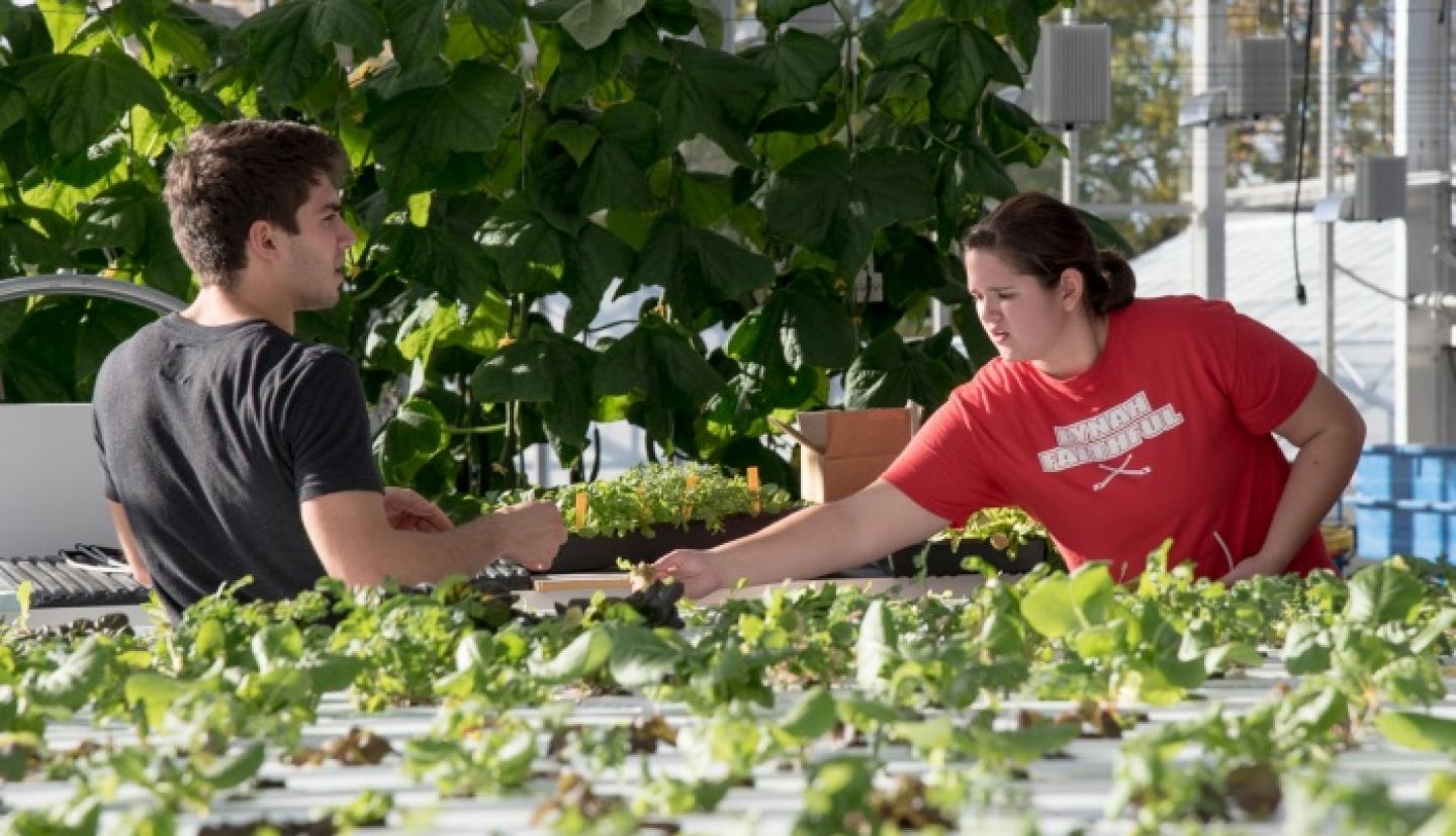 2 people planting hydroponic lettuce