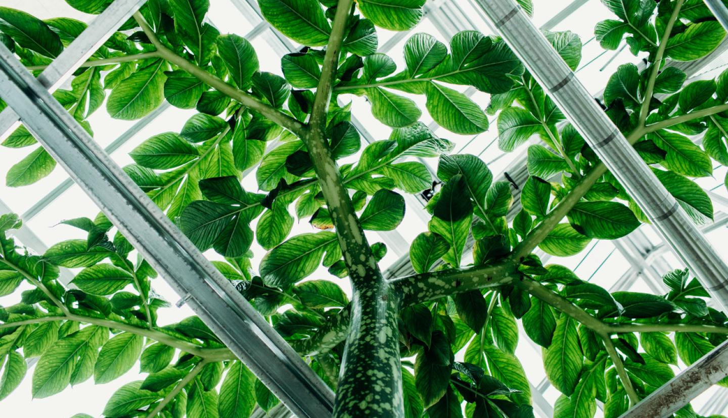 Titan Arum in vegetable state