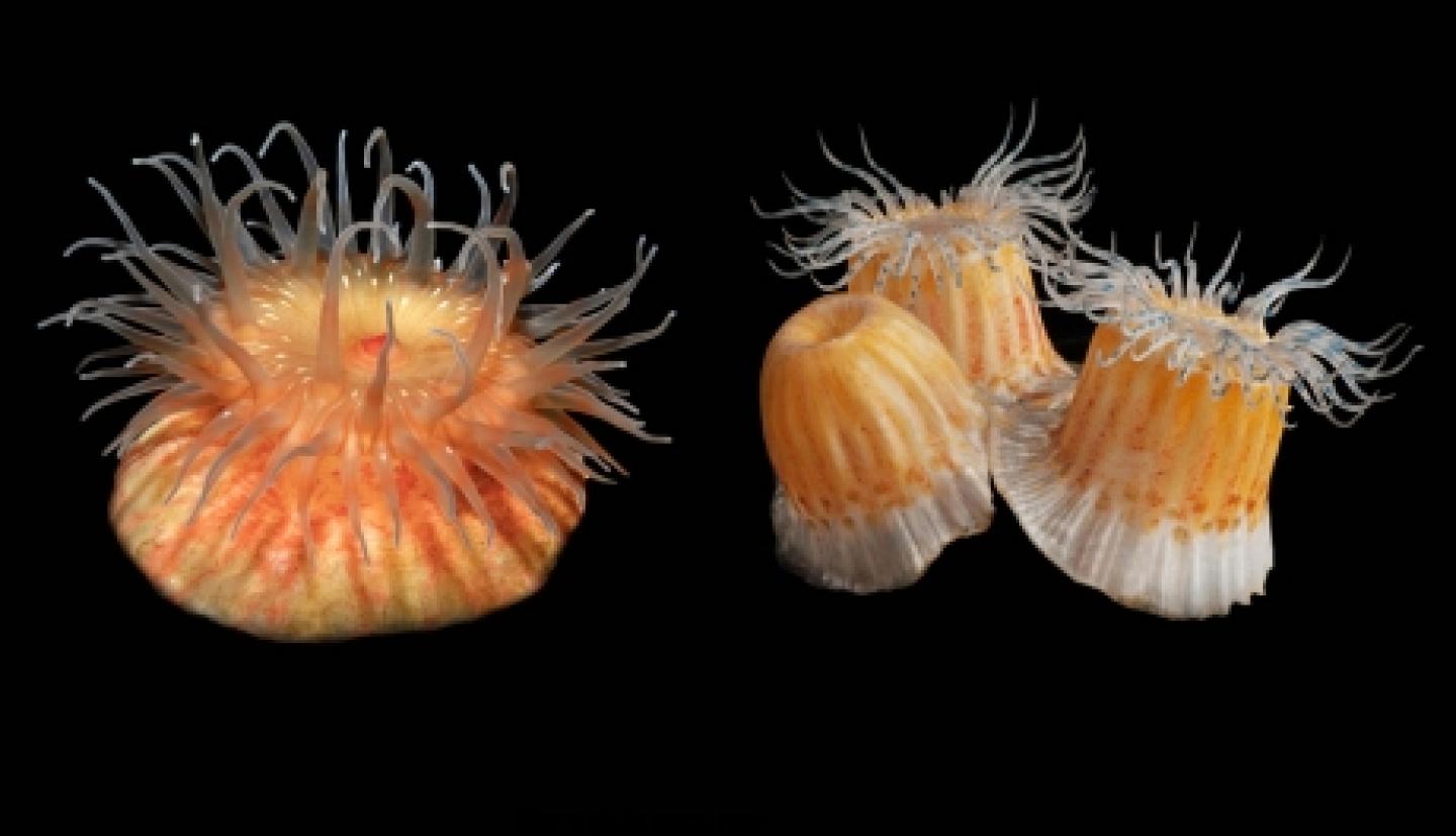 Living and sculpted anemone side by side