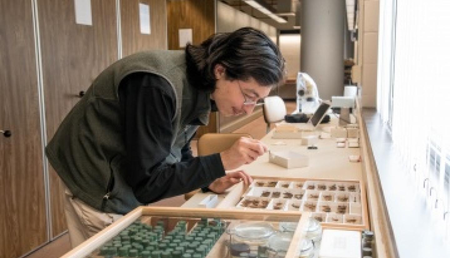 Brandon Woo examines bug specimens