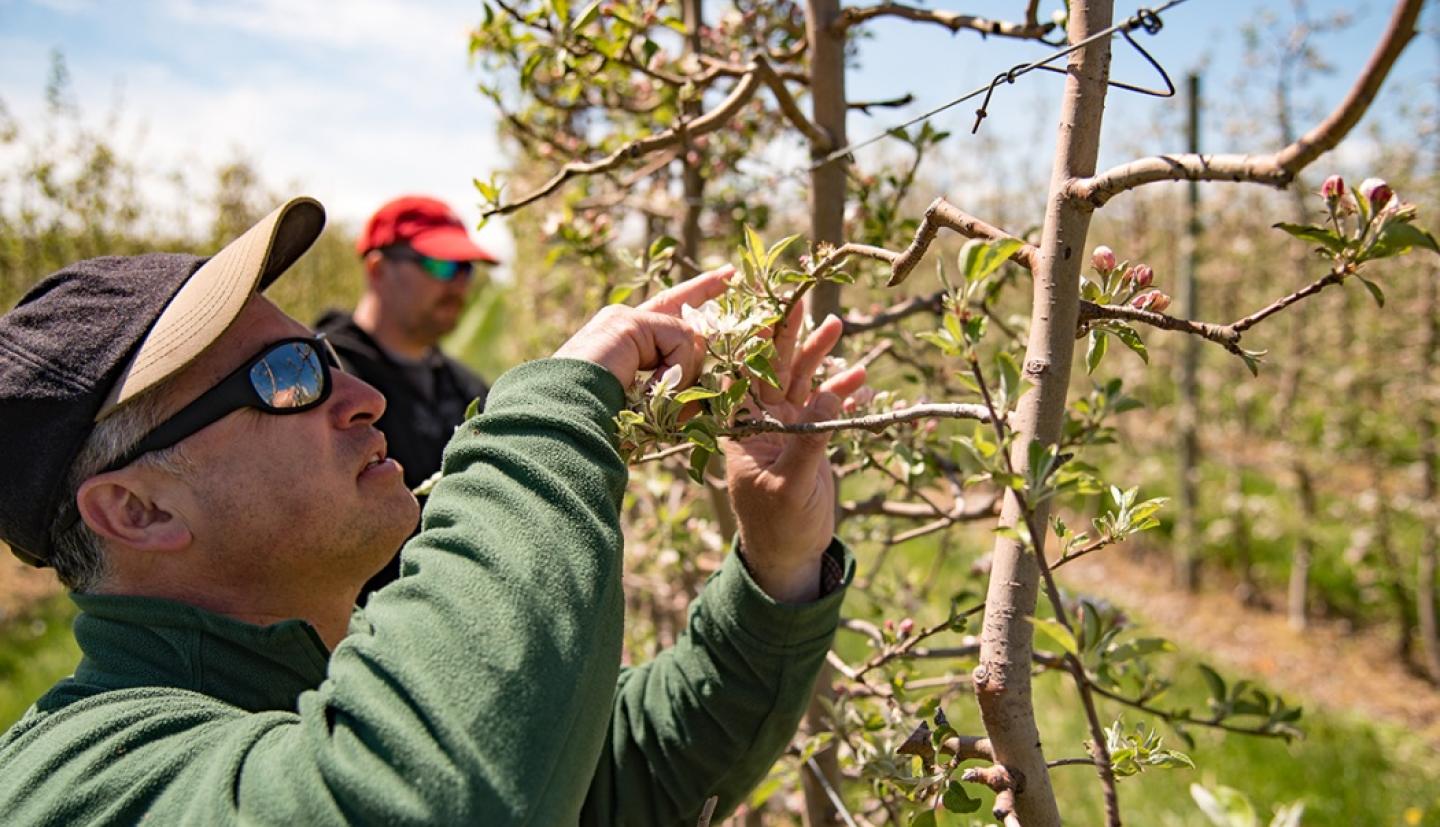 man inspects apple blossom