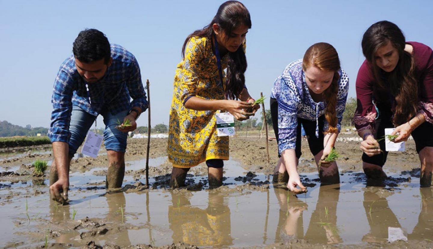 Students and researchers stand in rice paddy