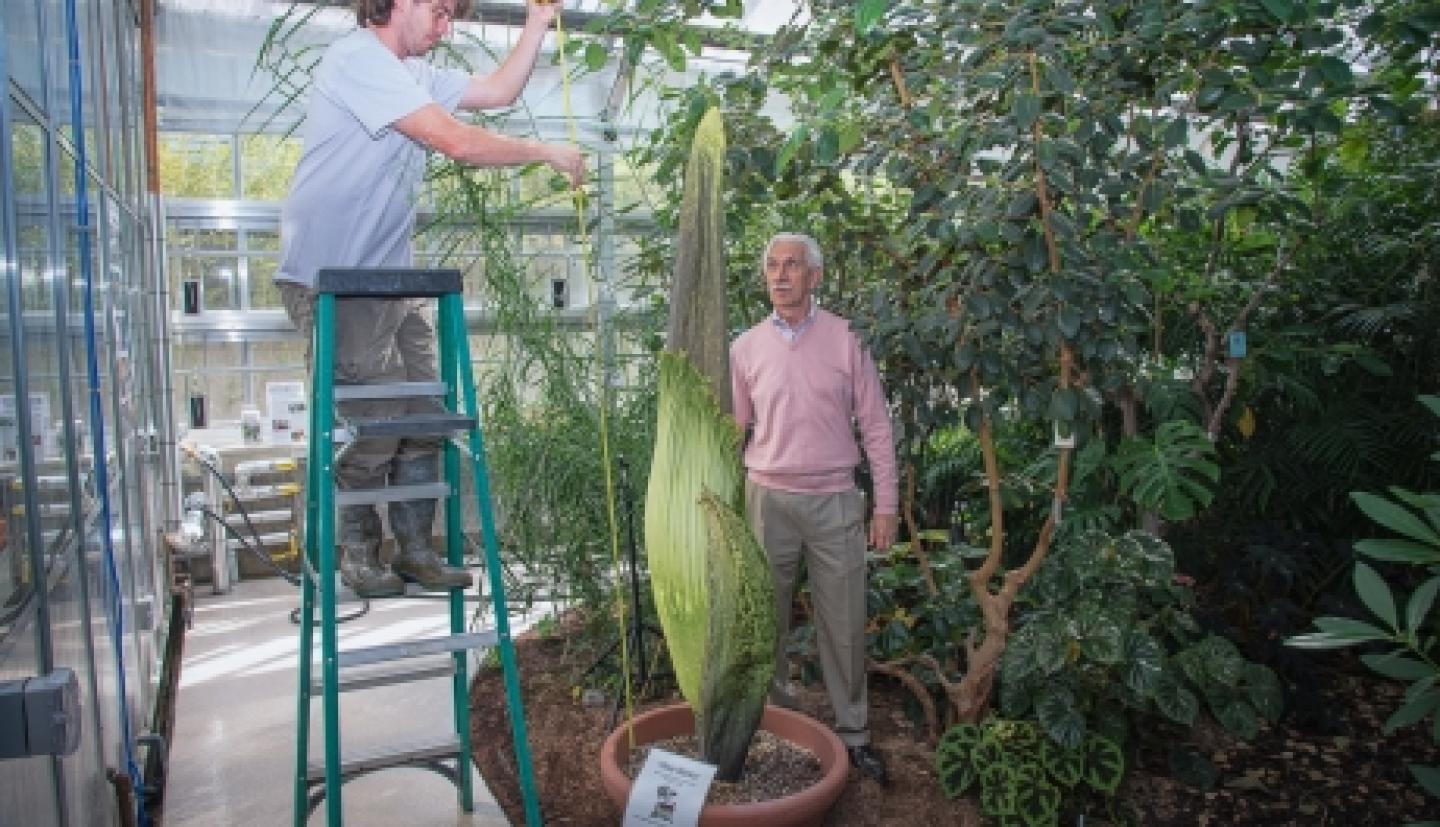 Researchers measure a Titan Arum plant
