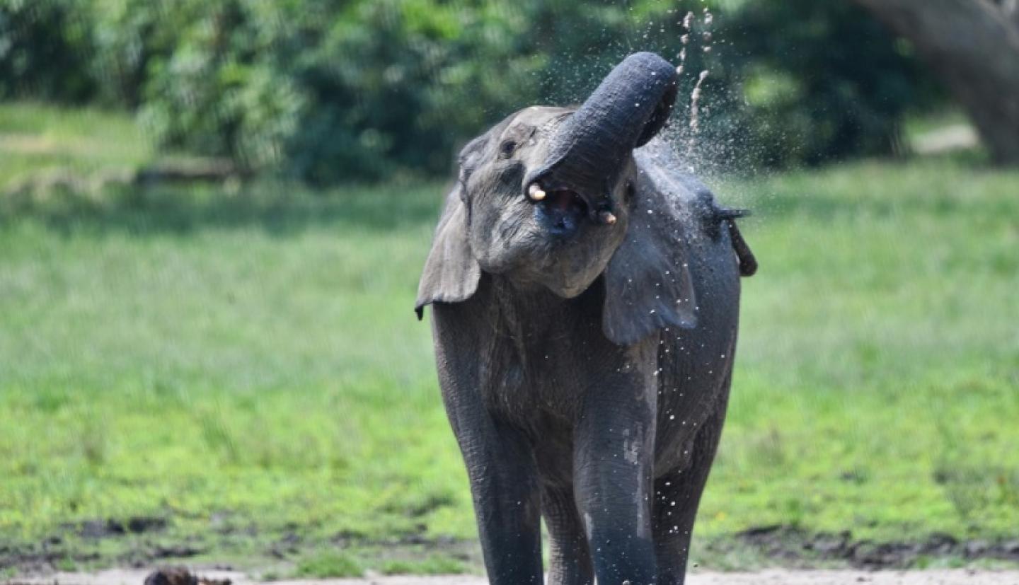 elephant bathing