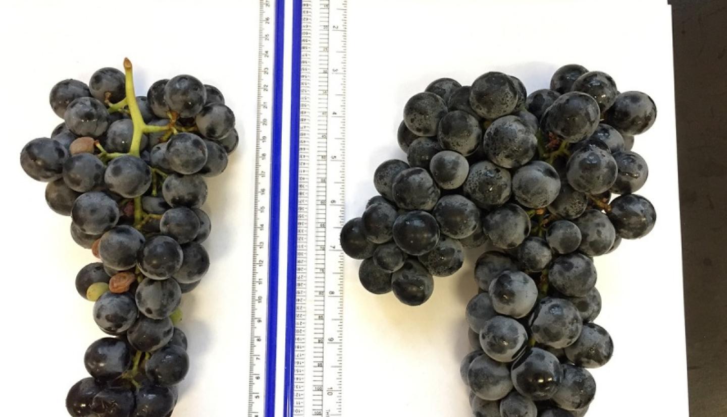 grapes with ruler