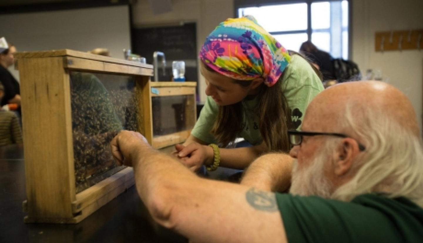Volunteer and student observe bees
