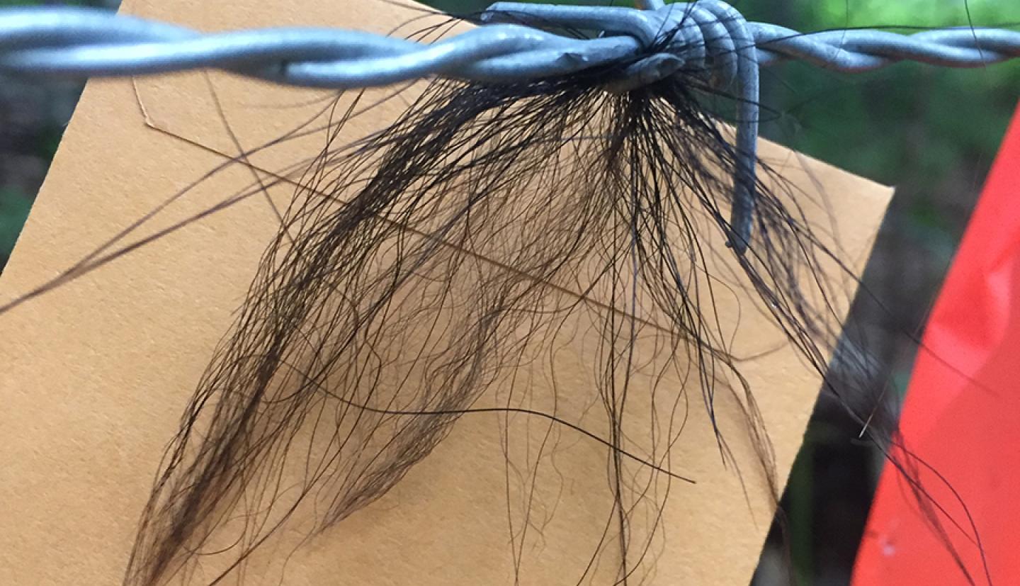 Black hair caught in barbed wire