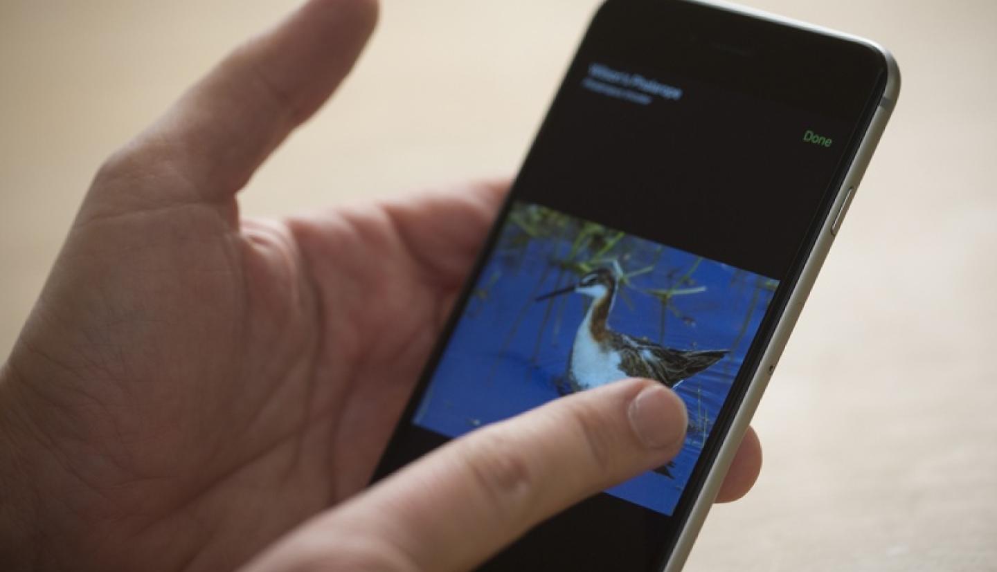 Person holding phone with a picture of a bird on the screen
