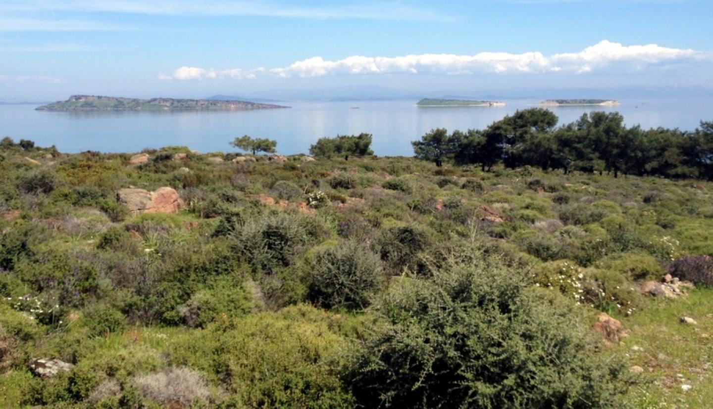 Field overlooking ocean