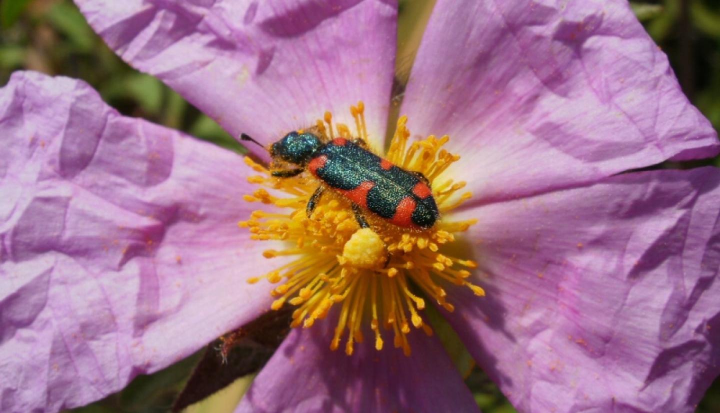 Bug sitting on purple flower